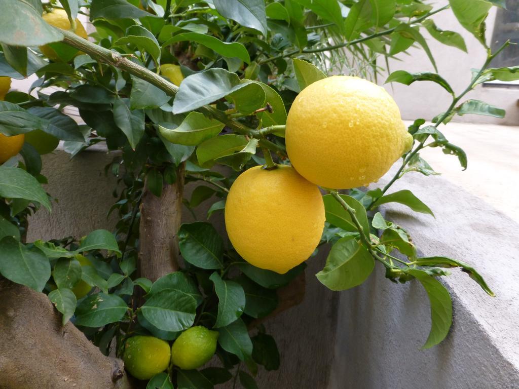 L'Orangeraie Et La Palmeraie D'Endoume Marseille Exteriör bild